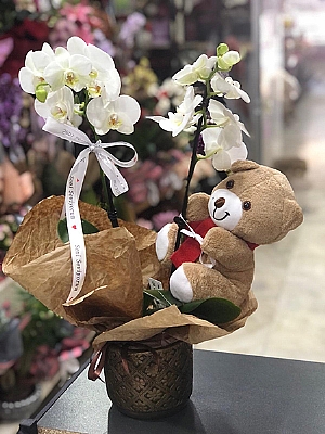 ift Dal Beyaz Orkide